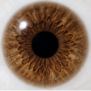 Brown iris